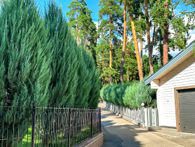 Живая изгородь