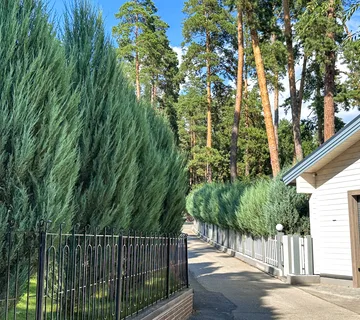 Живая изгородь