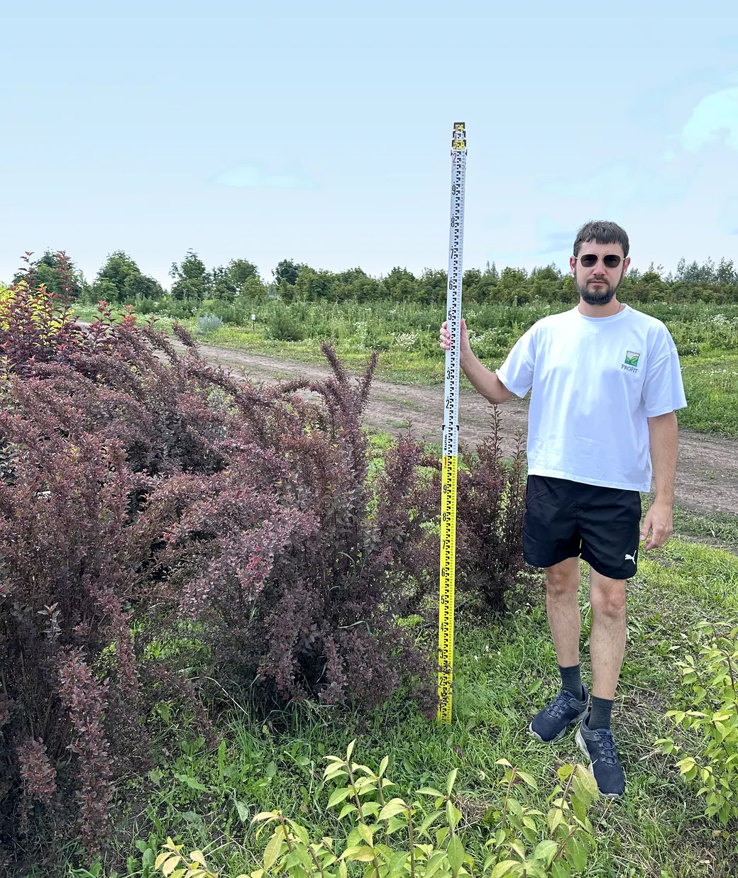 Барбарис оттавский «Суперба», Высота 1,25–1,5 м