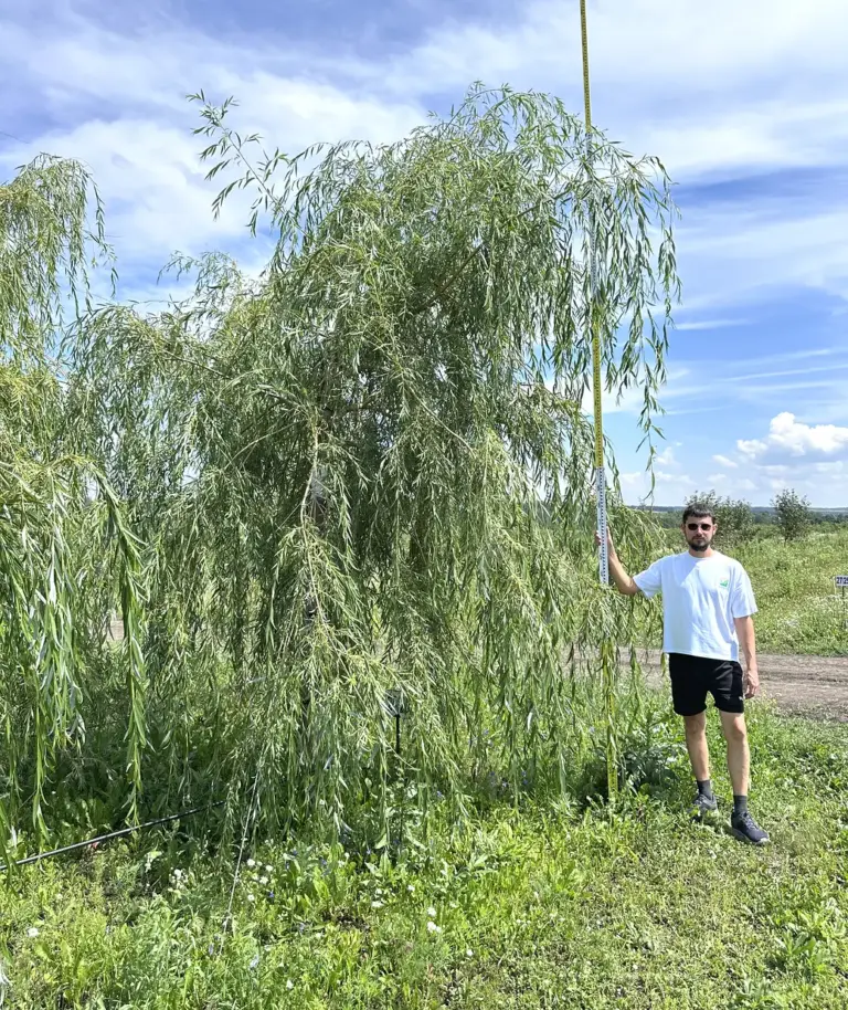 Ива белая плакучая