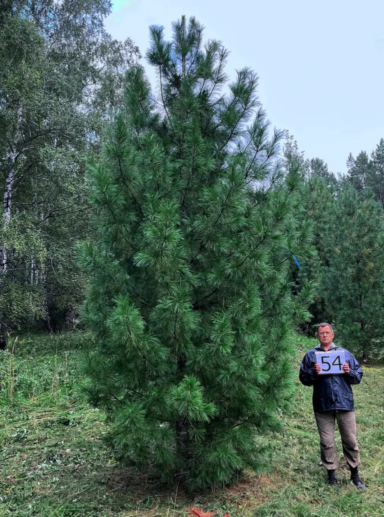 Кедр сибирский