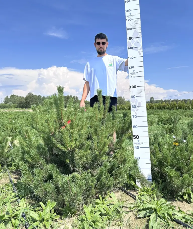 Сосна горная «Мугус»