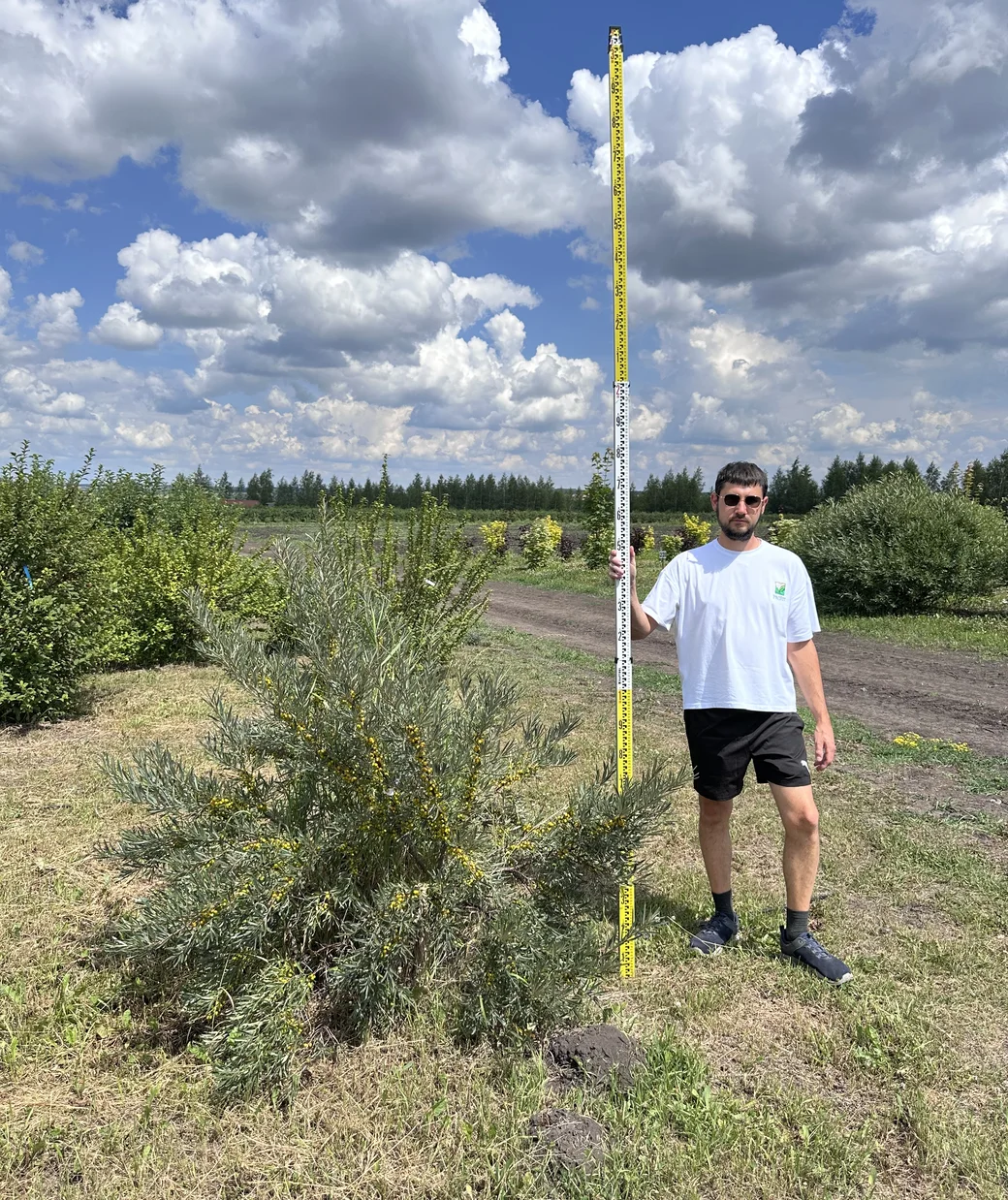 Облепиха «Самородок»