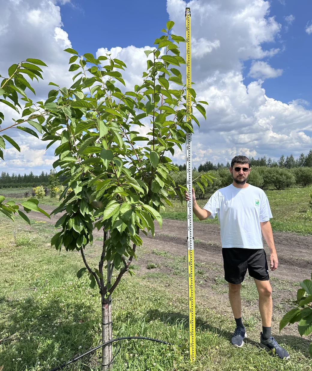 Черешня «Ипуть»
