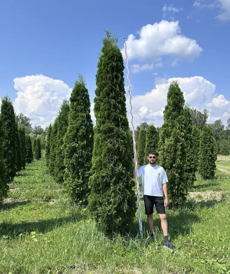 Туя западная «Малониана»