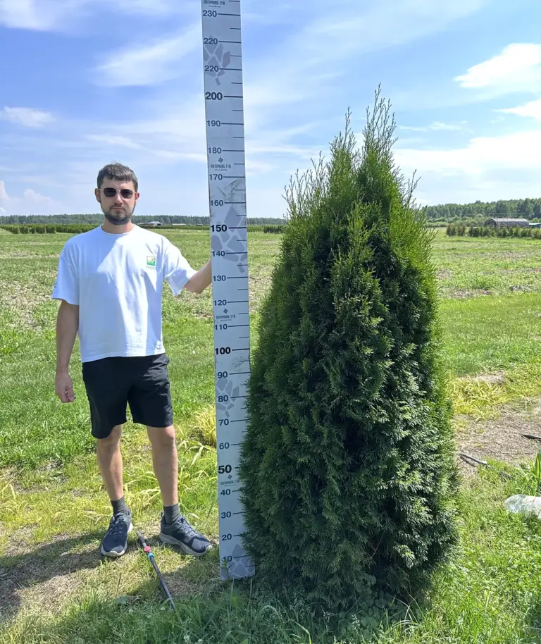 Туя западная «Смарагд»