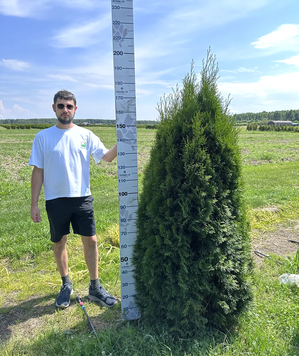 Туя западная «Смарагд», Высота 1,6–1,8 м