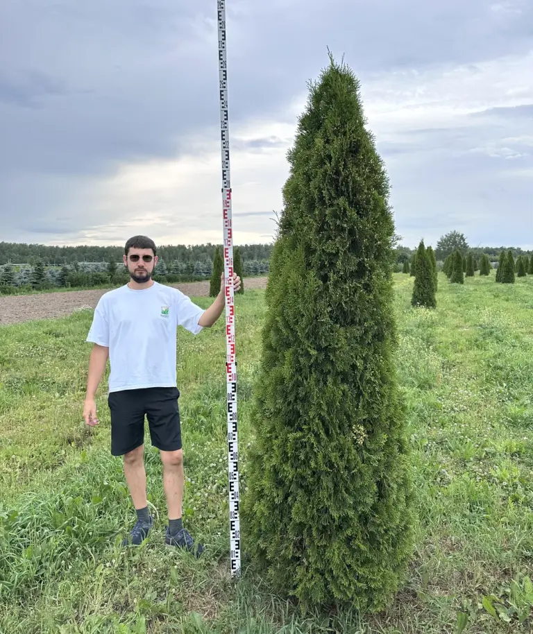 Туя западная «Смарагд»