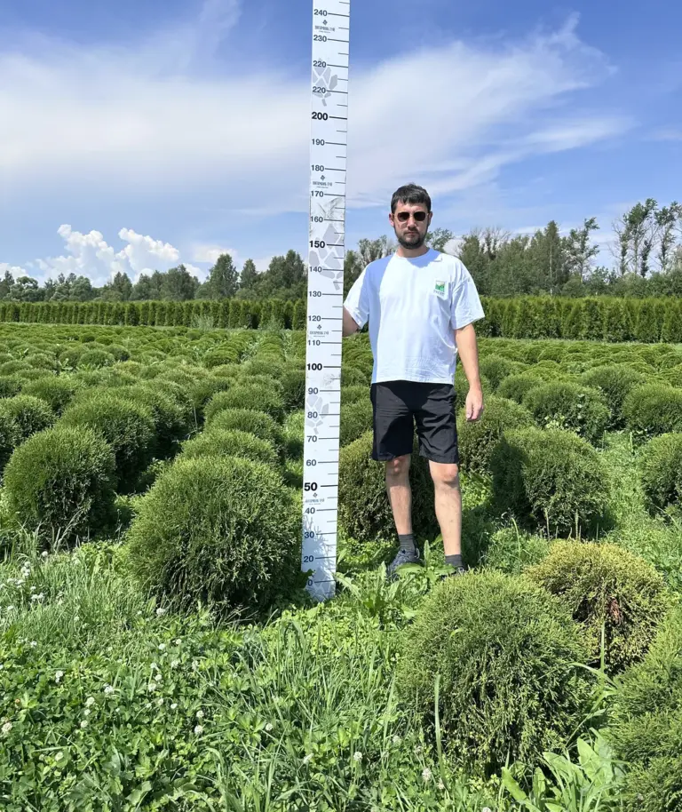 Туя западная «Тини Тим»