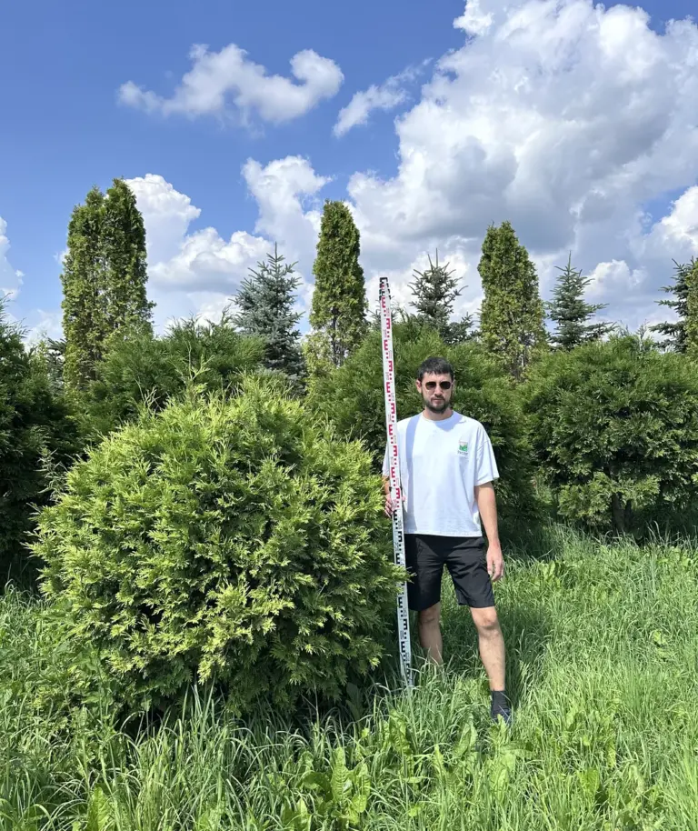 Туя западная «Вареана Лютесценс»