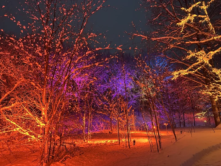 Янтарная подсветка лесной опушки